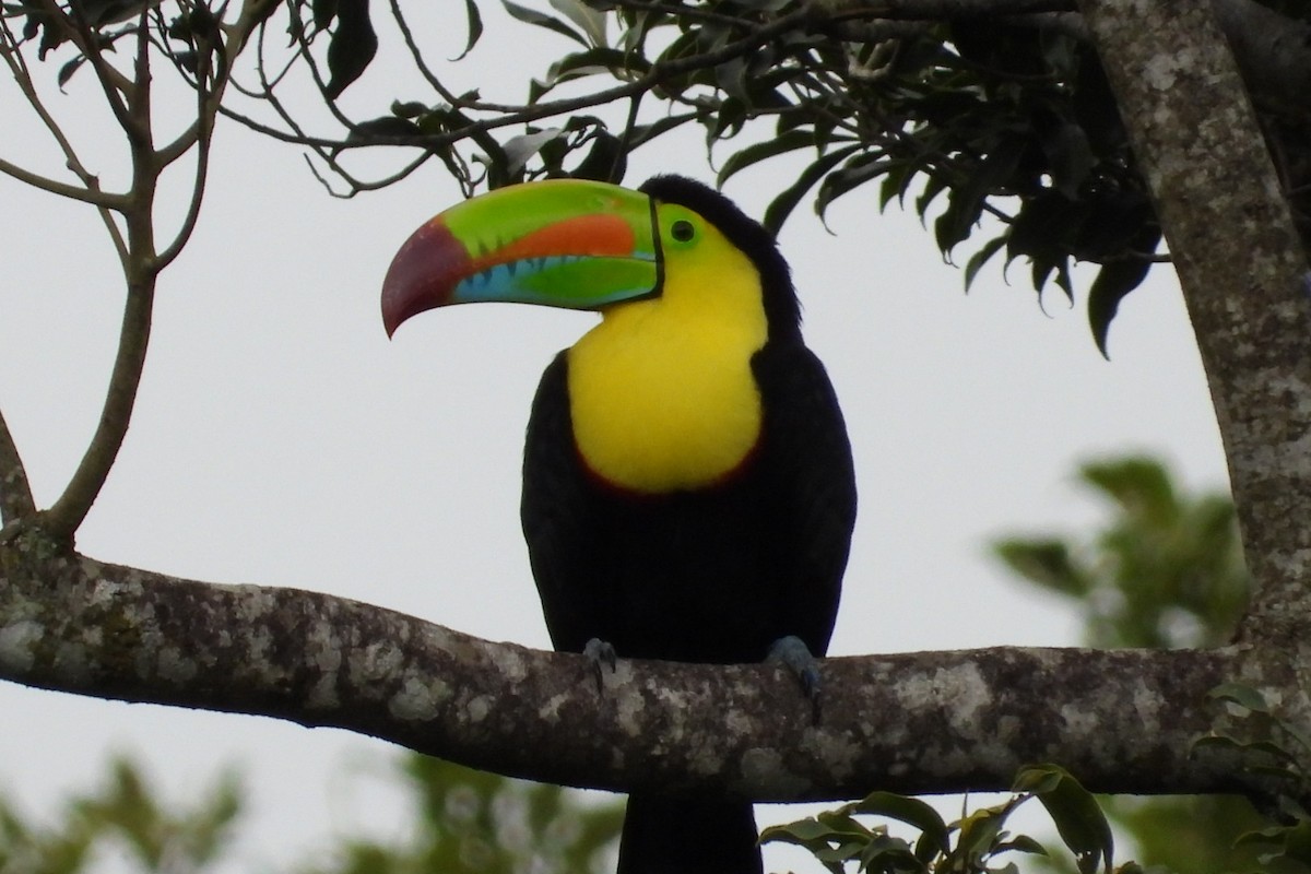 Tucán Piquiverde - ML645319598