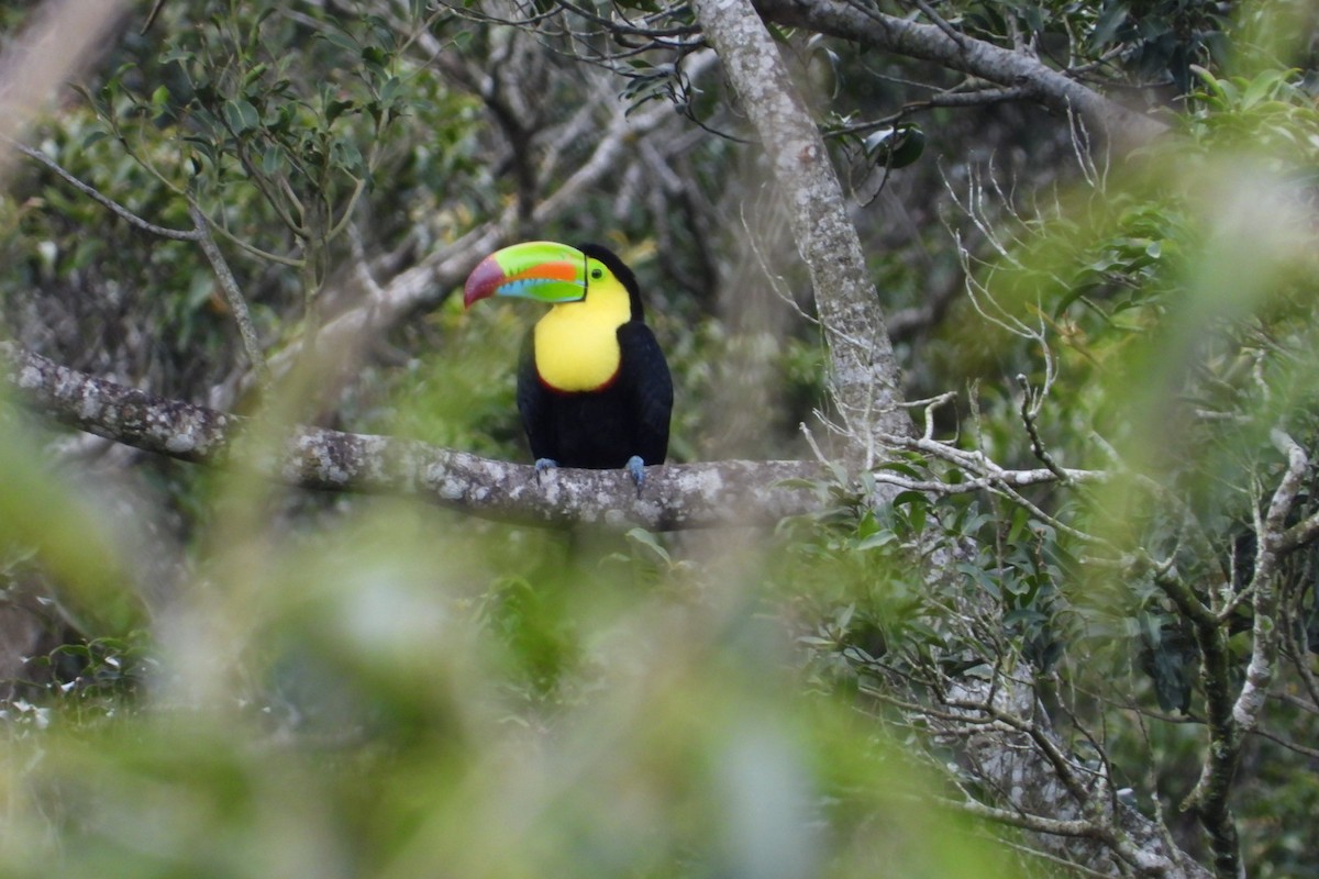 Tucán Piquiverde - ML645319599