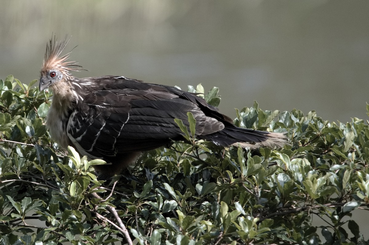 Hoazín - ML645319604