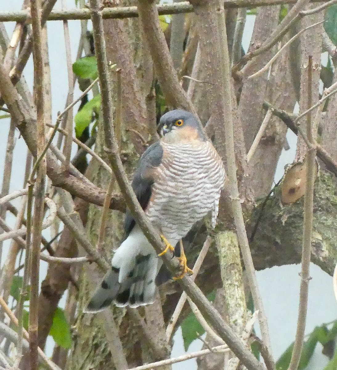 Eurasian Sparrowhawk - ML645319607