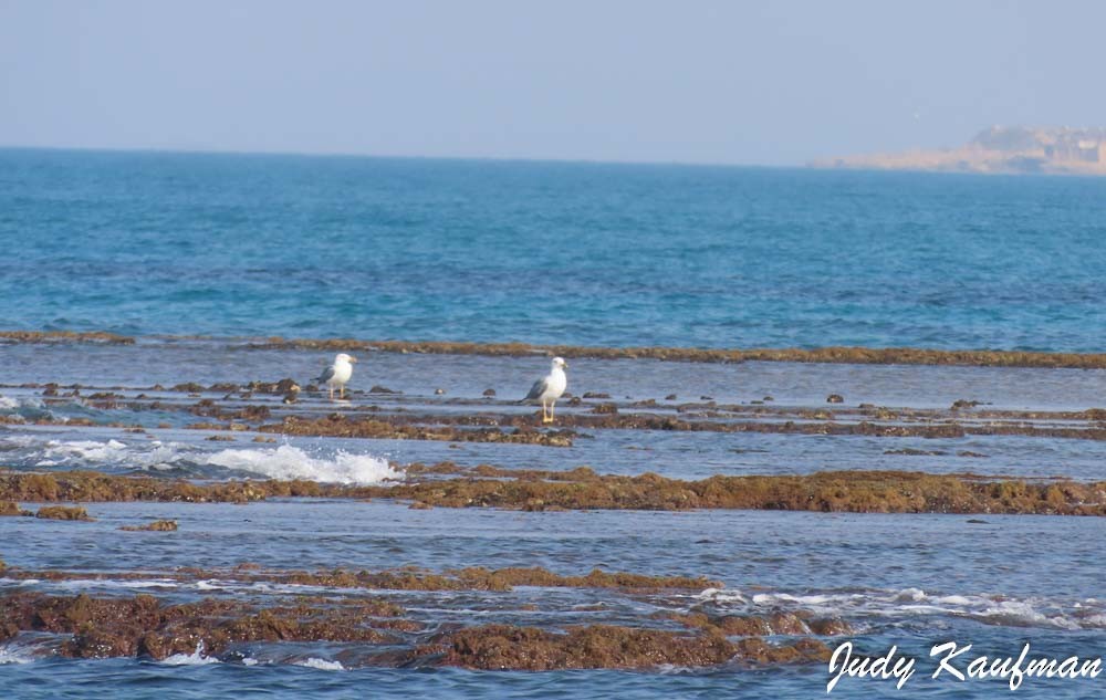 Yellow-legged Gull - ML645319609