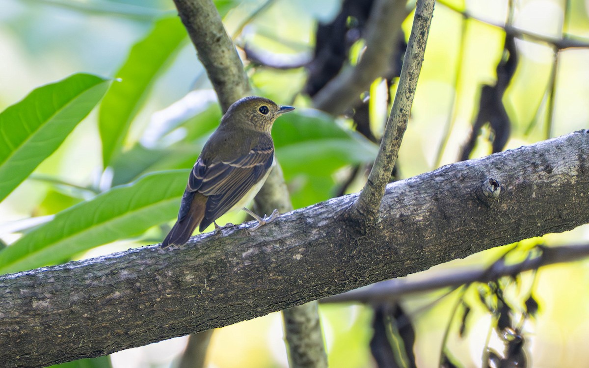 Narzissenschnäpper - ML645319619