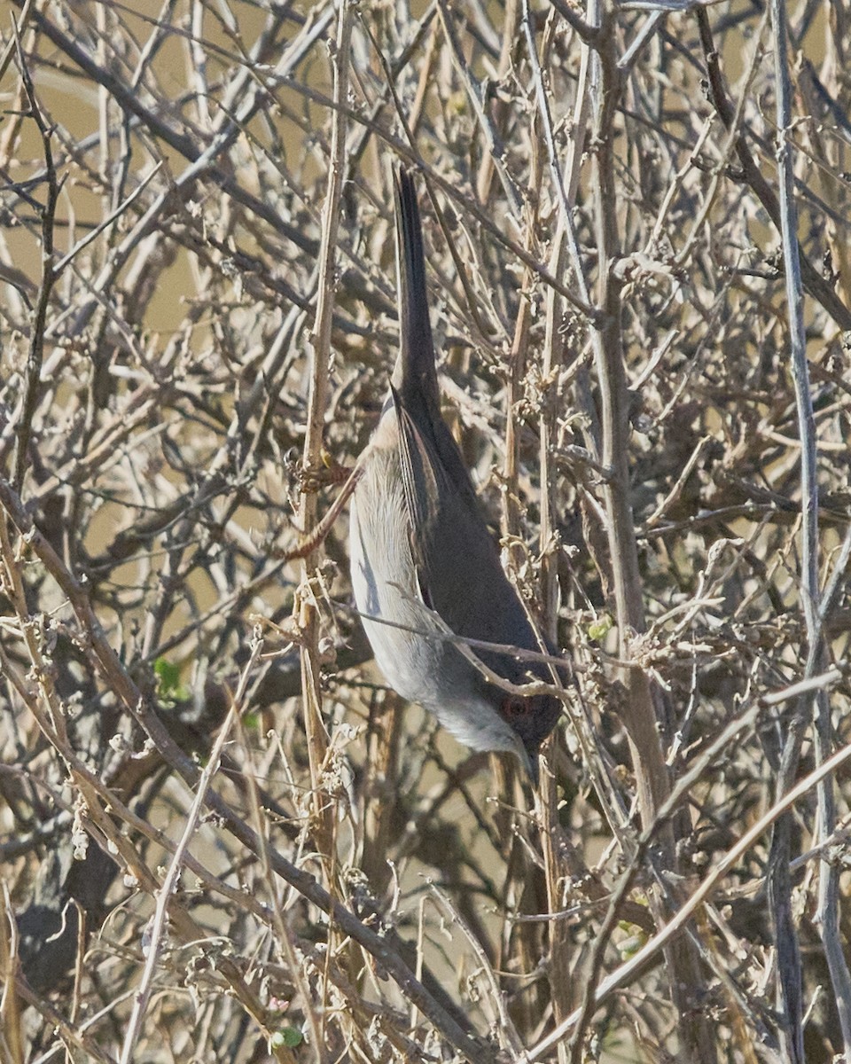 Sardinian Warbler - ML645319620