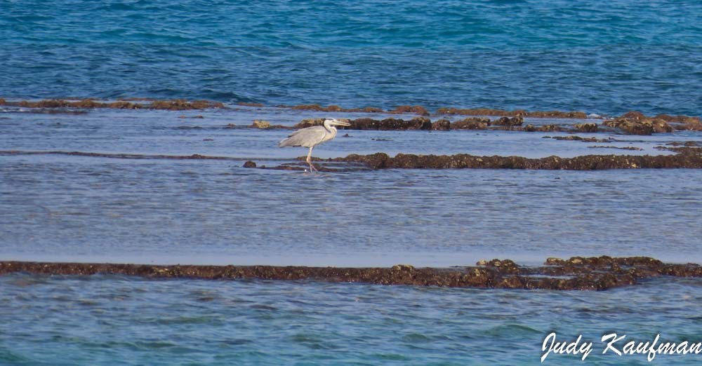 Gray Heron - ML645319621