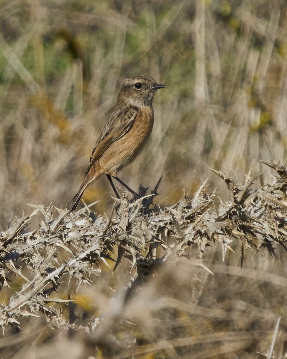 Трав'янка чорноголова - ML645319629