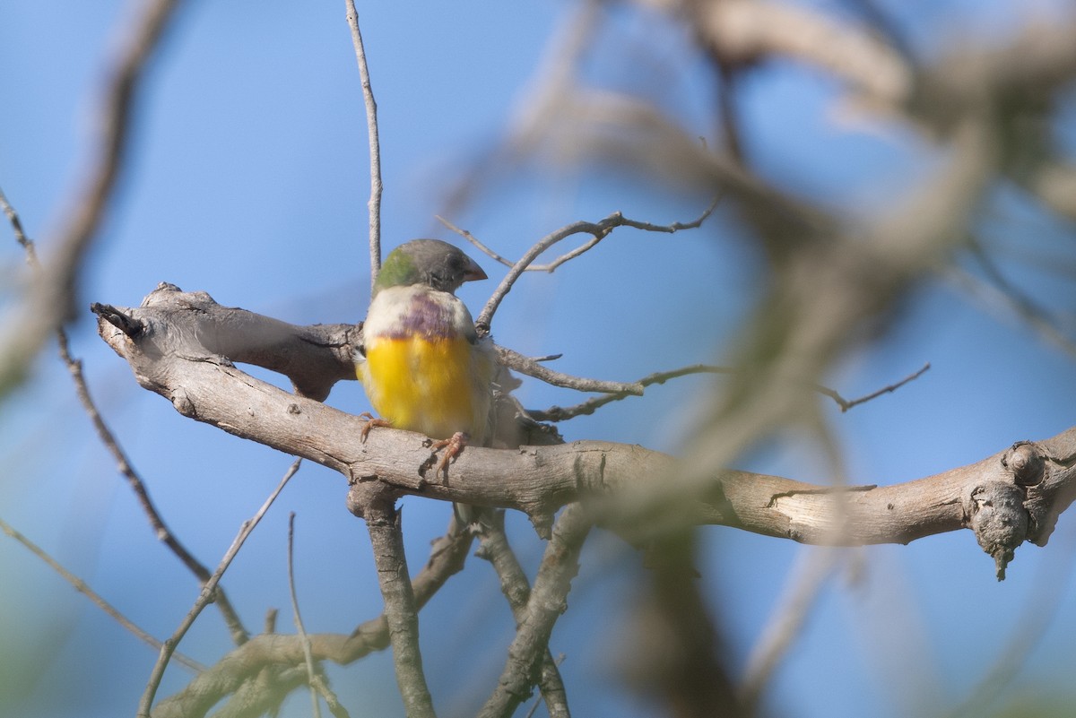 コキンチョウ - ML645319630