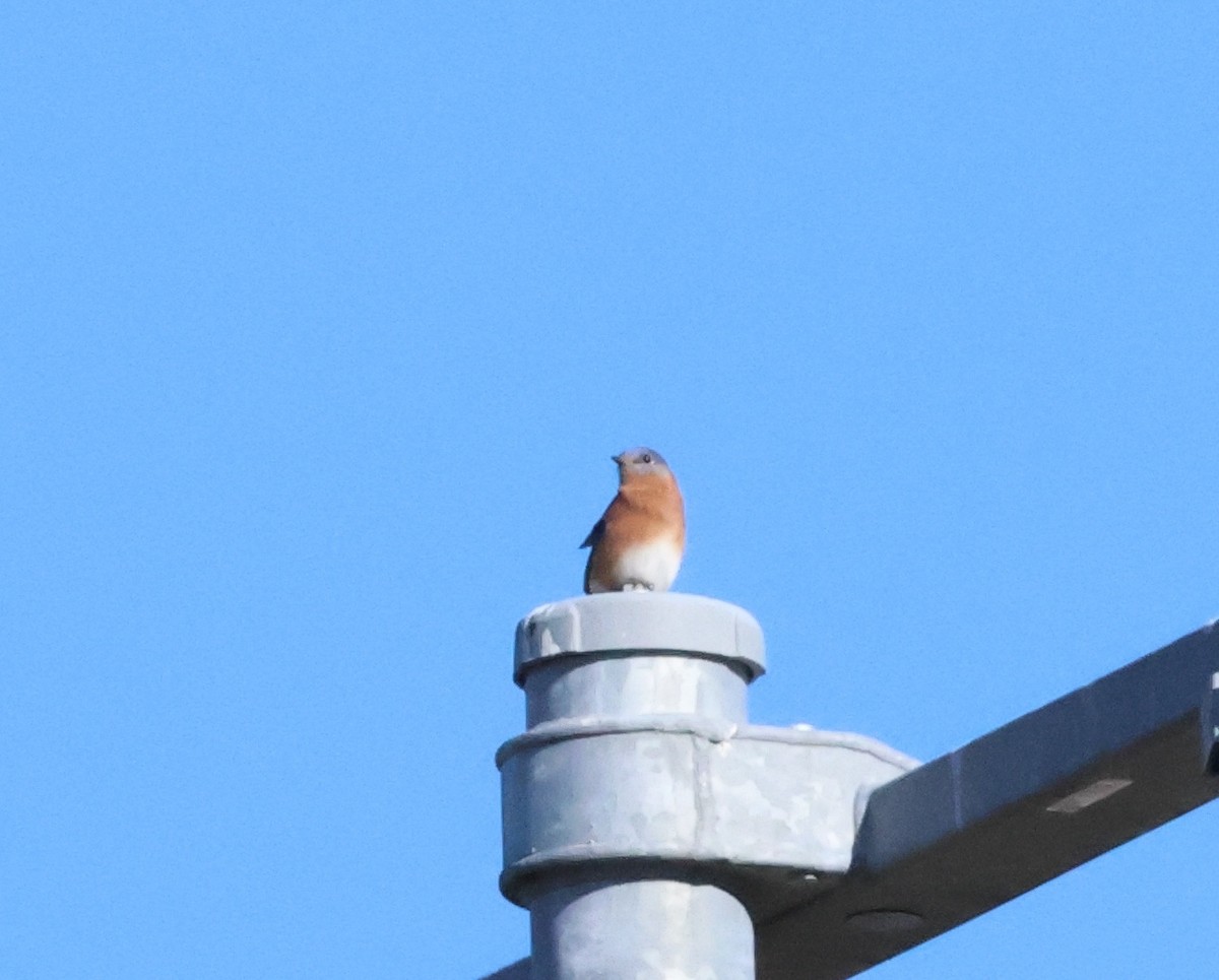 Eastern Bluebird - ML645319647