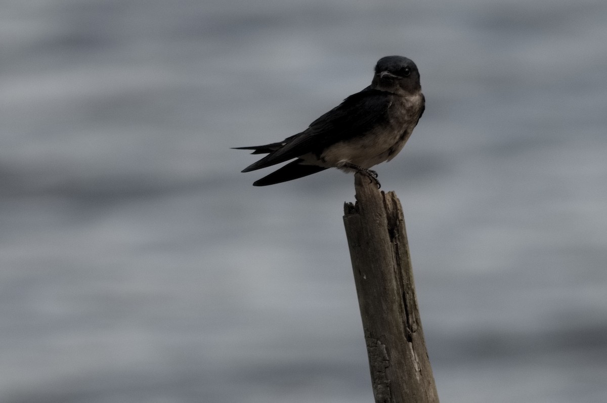 Gray-breasted Martin - ML645319652