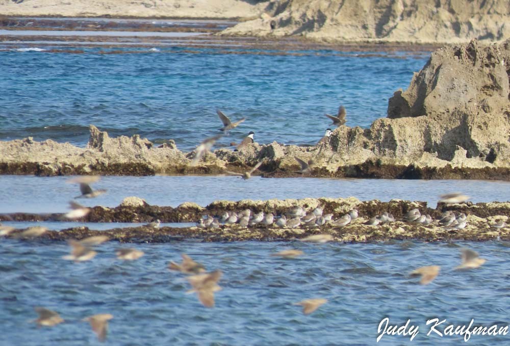Eurasian Skylark - ML645319655