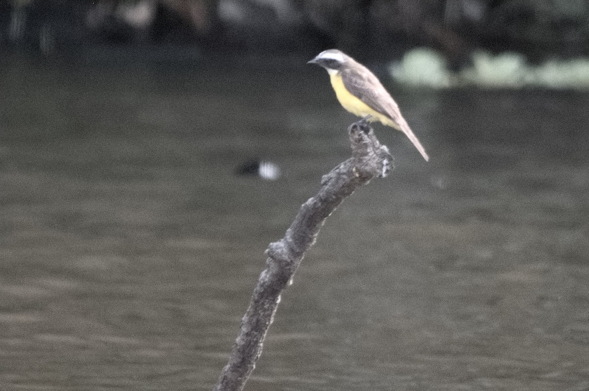 Sosyal Tiran - ML645319669