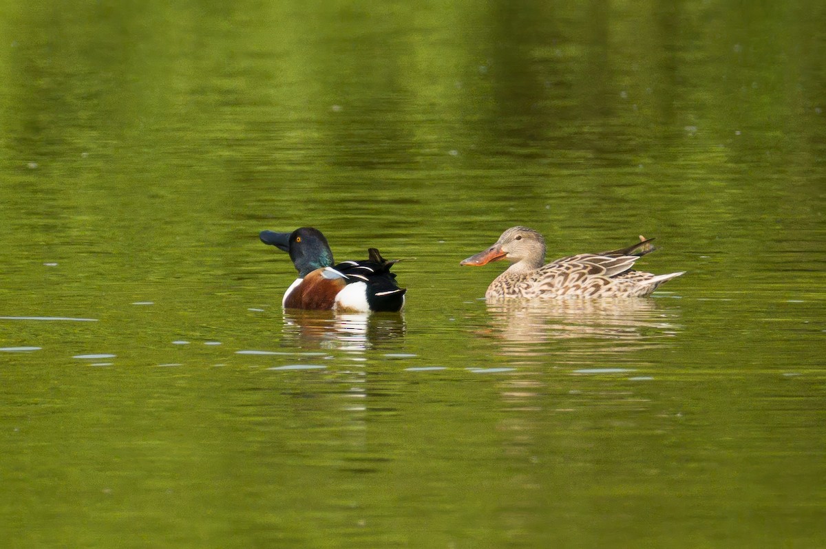 Northern Shoveler - ML645319670
