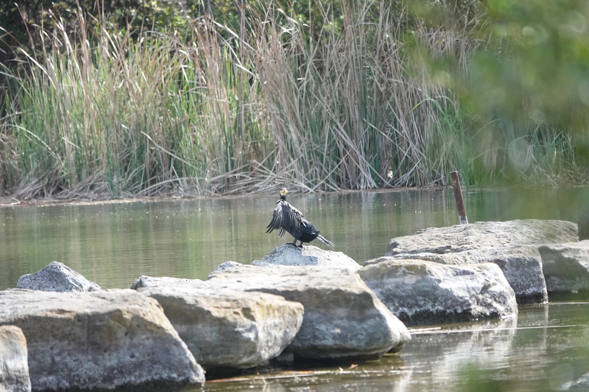 Great Cormorant - ML645319674