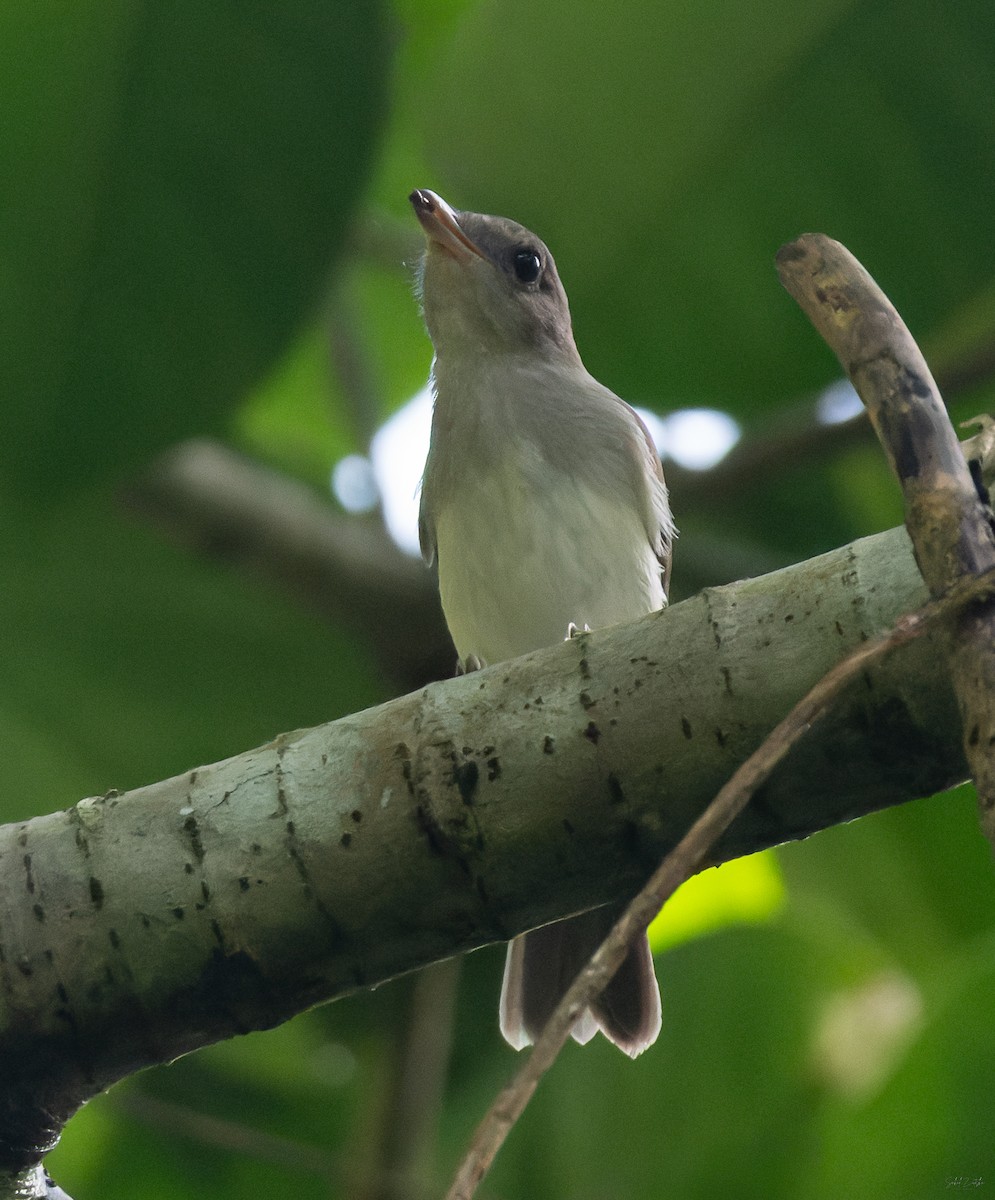 Mangrove Whistler - ML645319676