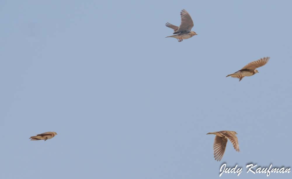 Eurasian Skylark - ML645319677