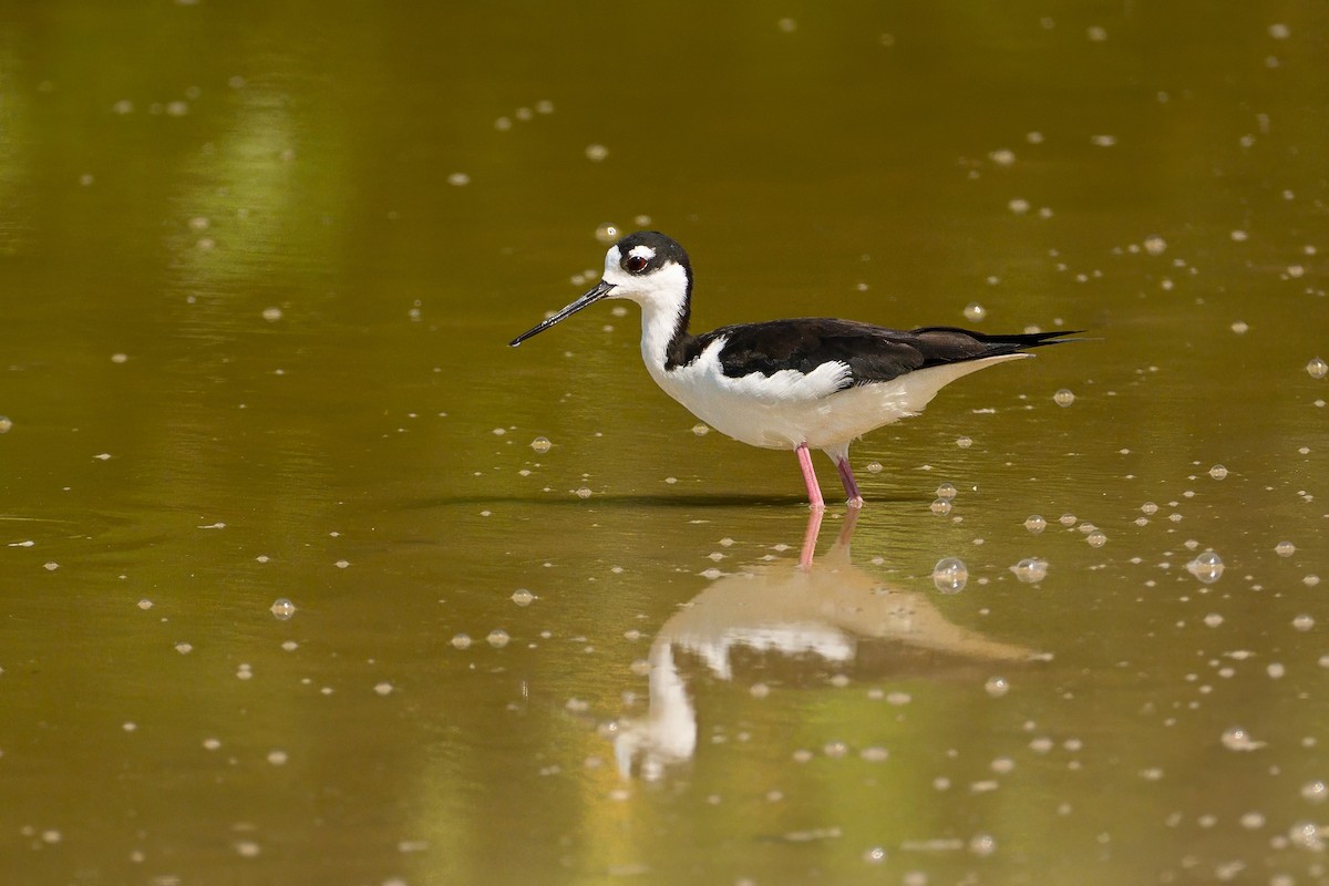Black-necked Stilt (Black-necked) - ML645319683