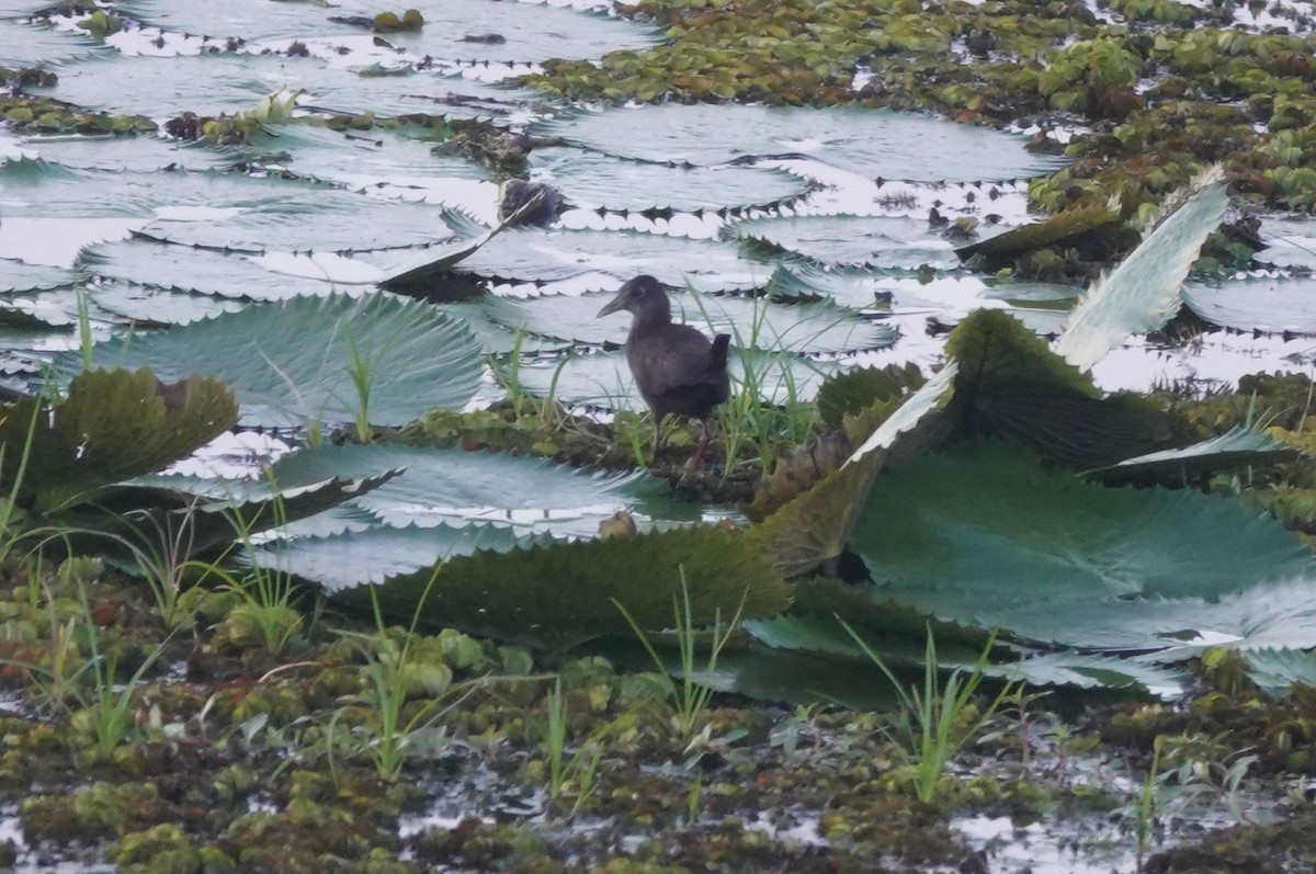 アフリカクロクイナ - ML645319689