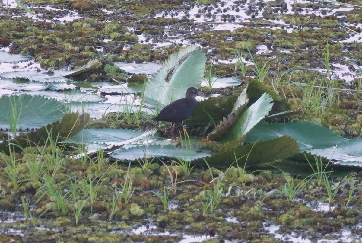 アフリカクロクイナ - ML645319690