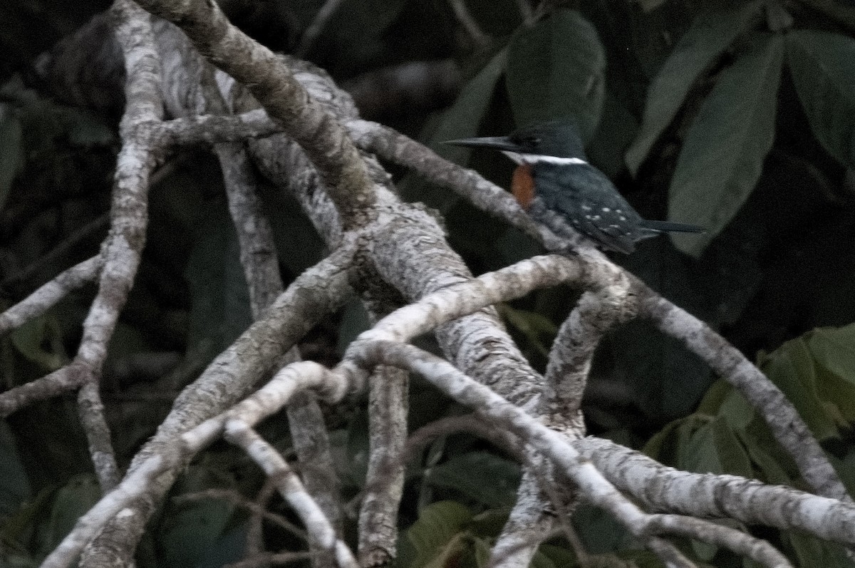 Green Kingfisher - ML645319691