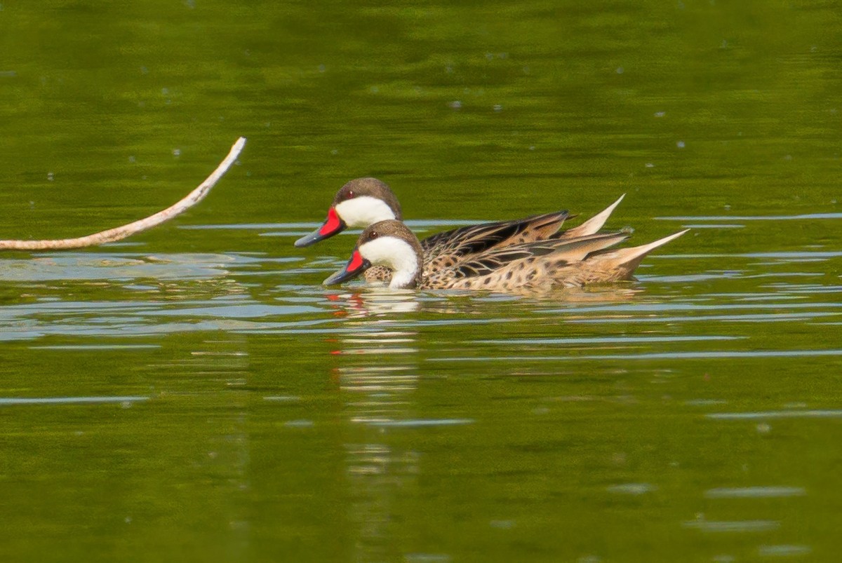 Bahamaente (bahamensis/rubrirostris) - ML645319693