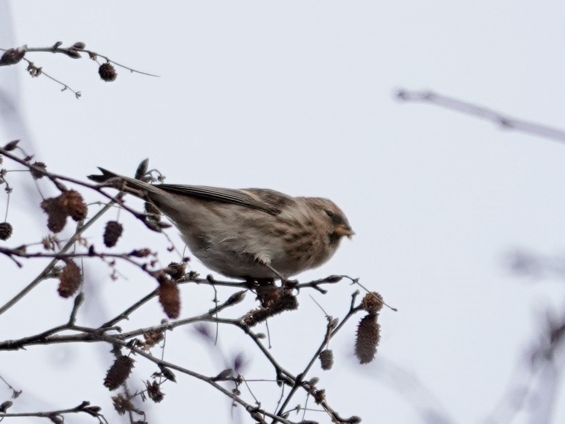 Pardillo Sizerín (alpino) - ML645319695