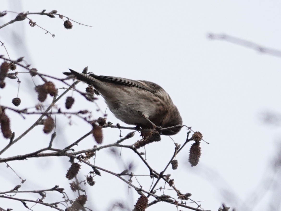 Pardillo Sizerín (alpino) - ML645319700