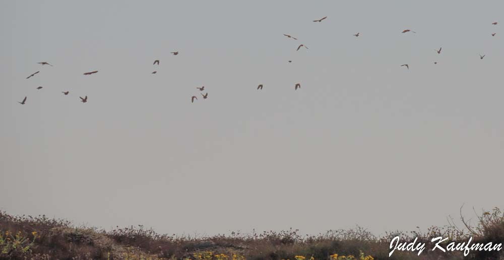 Eurasian Skylark - ML645319701