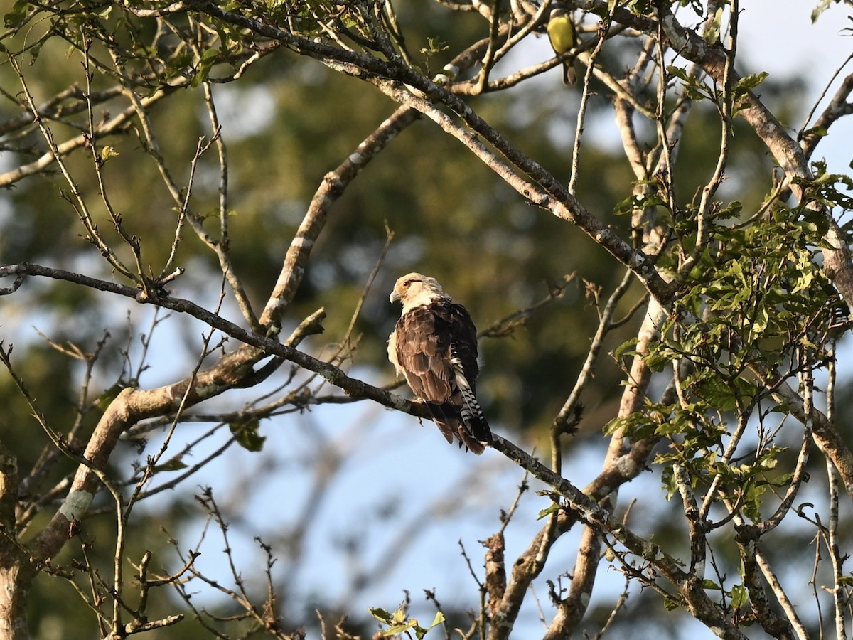Yellow-headed Caracara - ML645319702