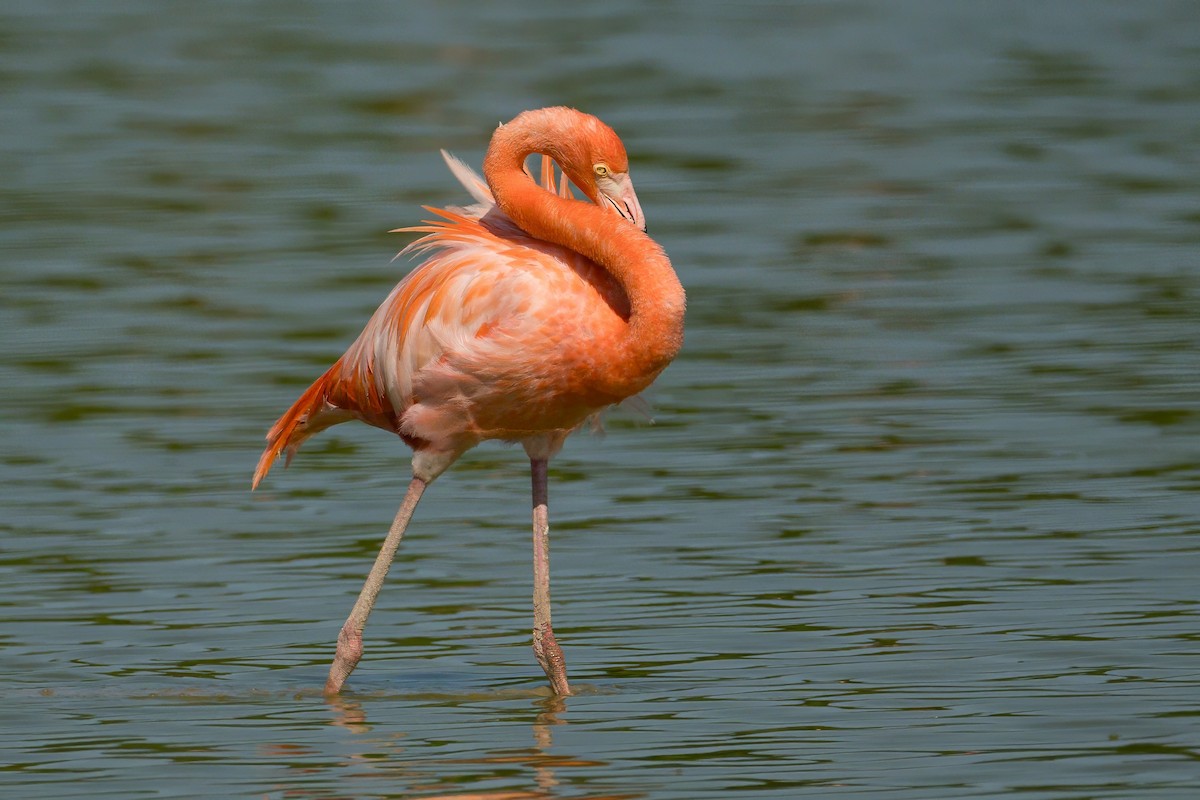 American Flamingo - ML645319708