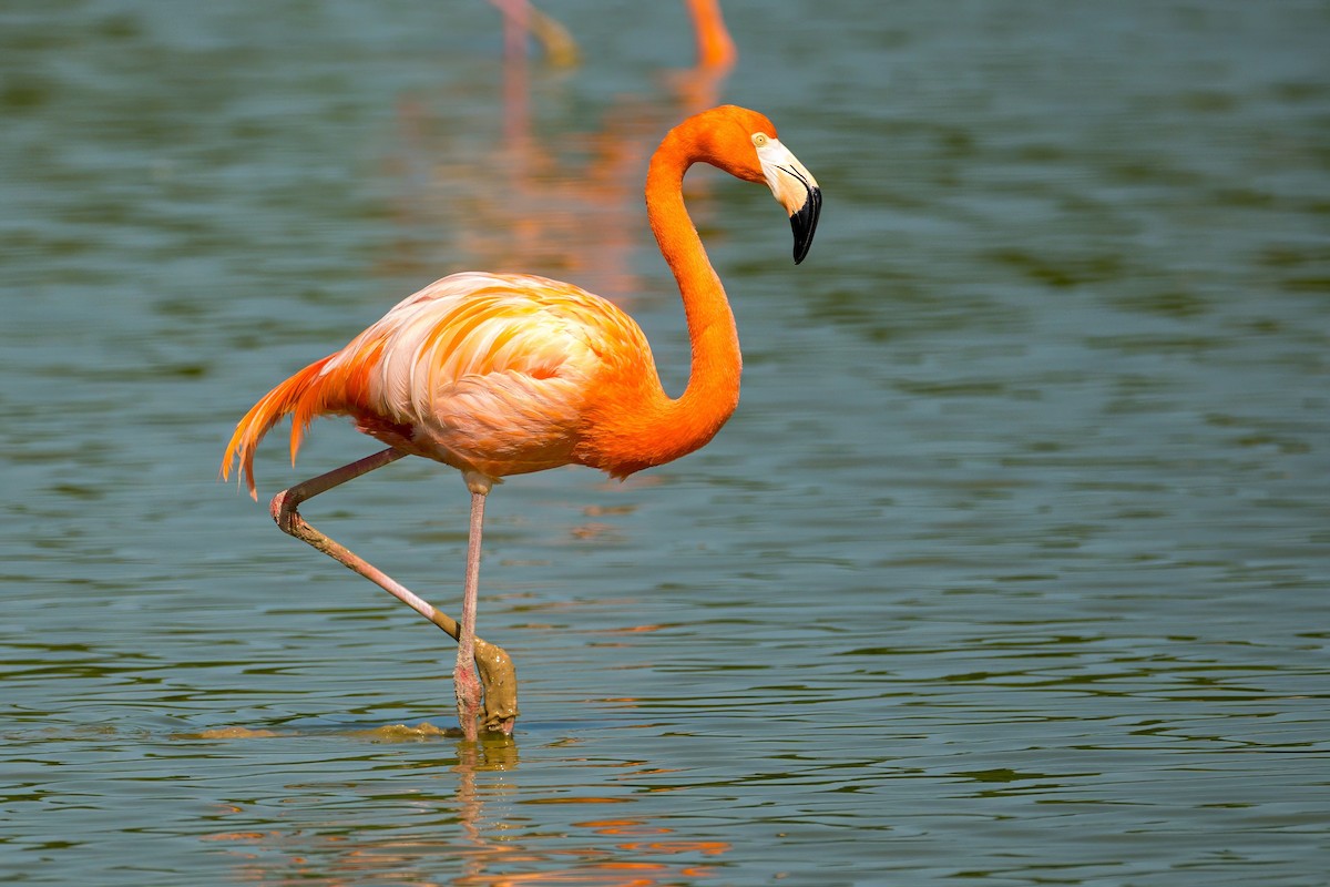 American Flamingo - ML645319709