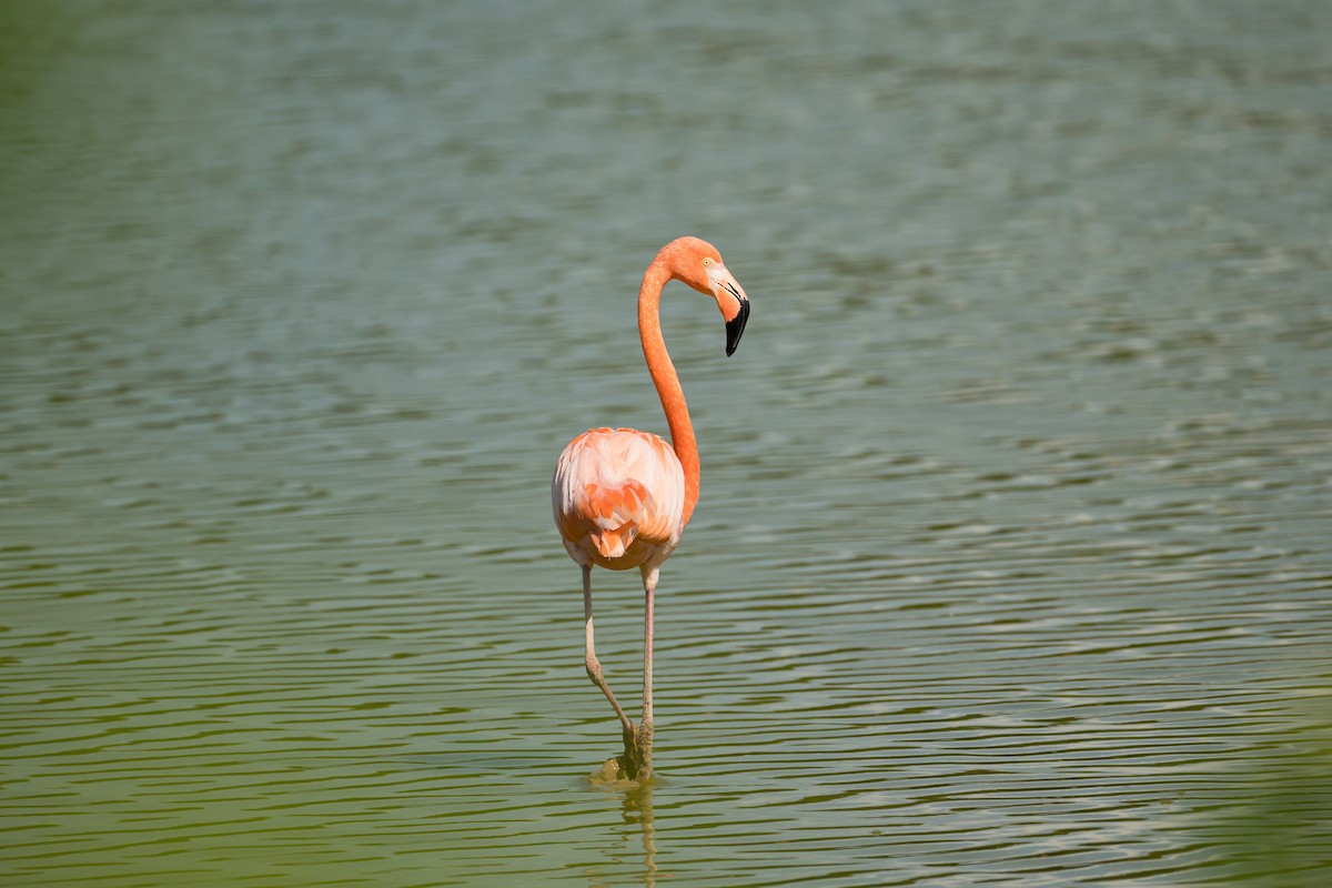 American Flamingo - ML645319710