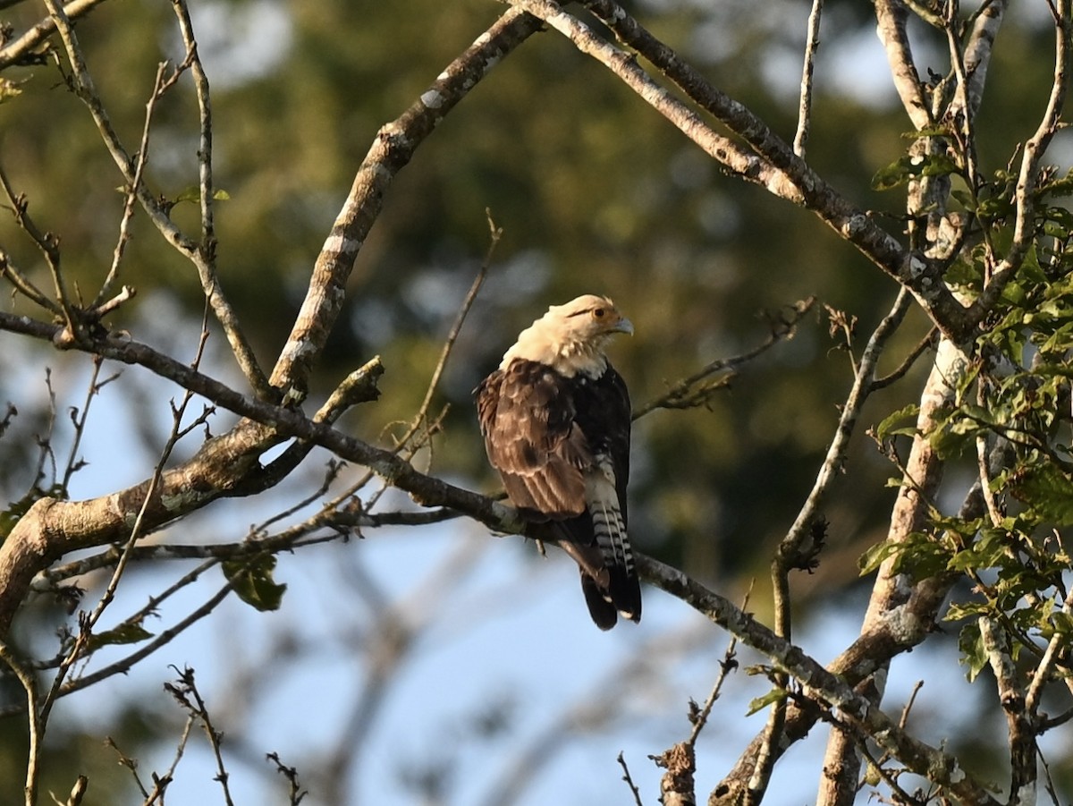 Yellow-headed Caracara - ML645319711