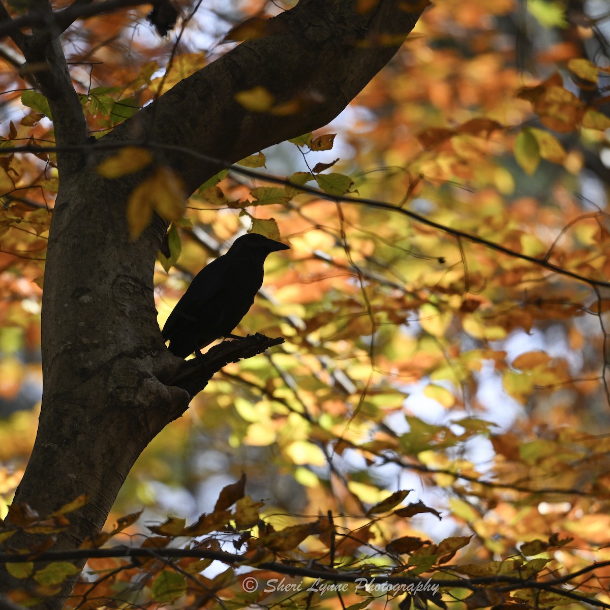American Crow - ML645319712