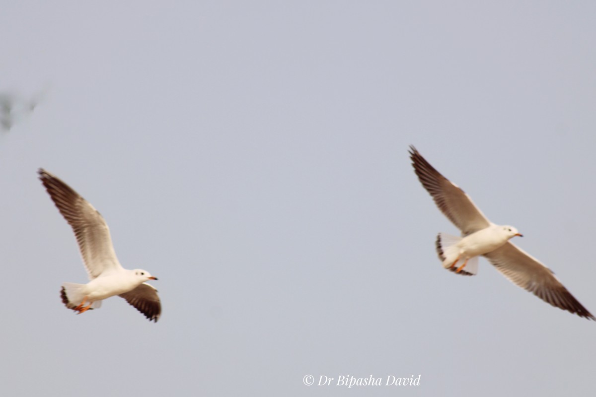 Gaviota Centroasiática - ML645319713