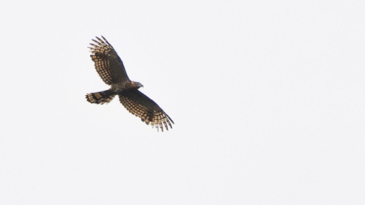 Hook-billed Kite - ML645319721