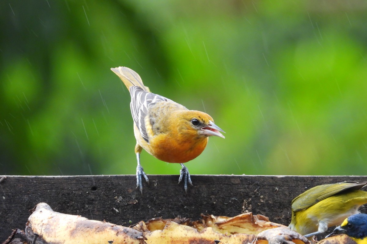 Балтиморский трупиал - ML645319723