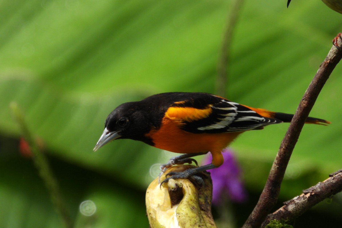 Балтиморский трупиал - ML645319724