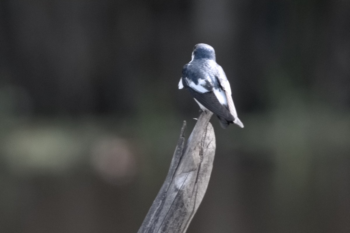 White-winged Swallow - ML645319729