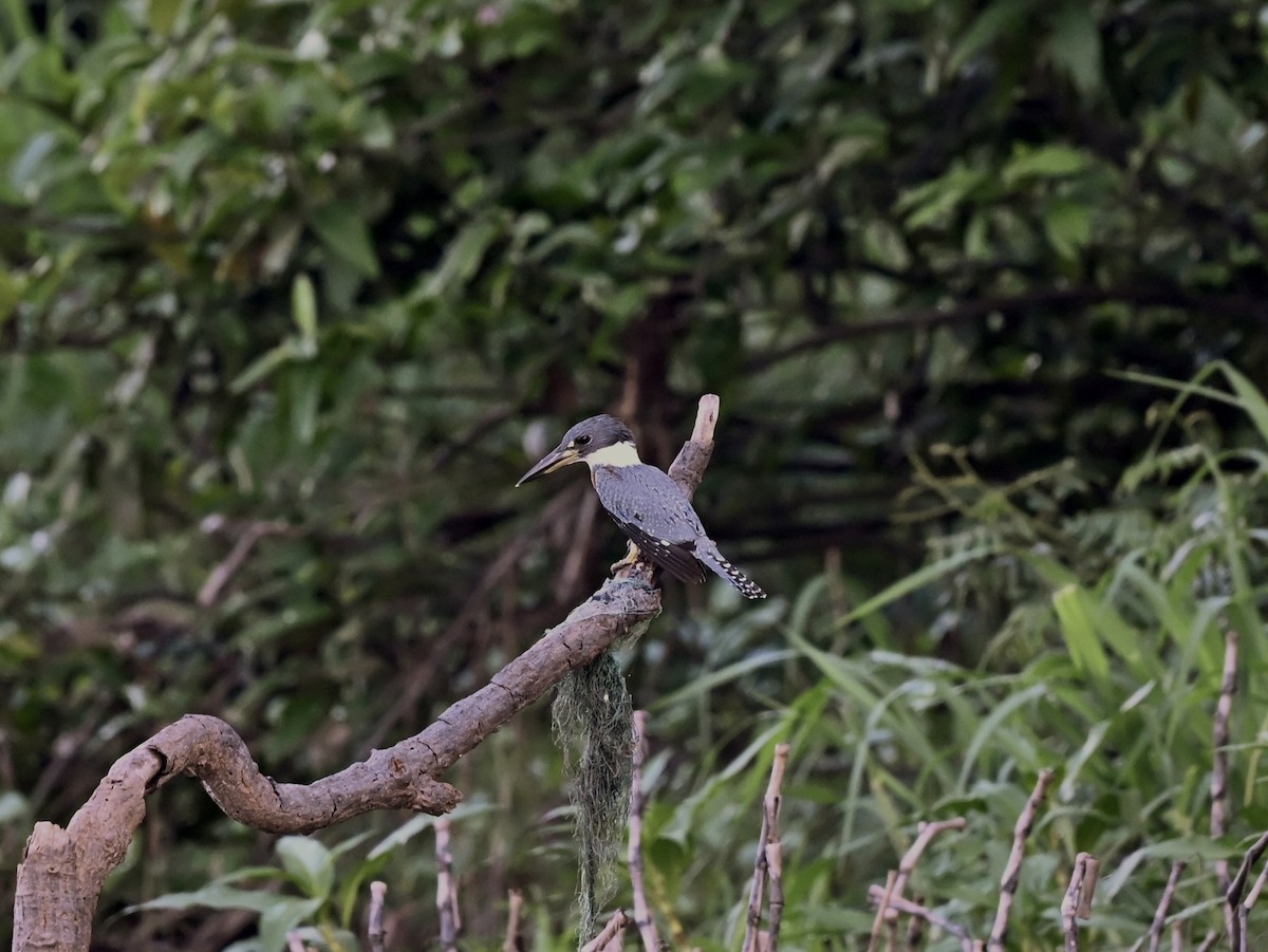 Ringed Kingfisher - ML645319730