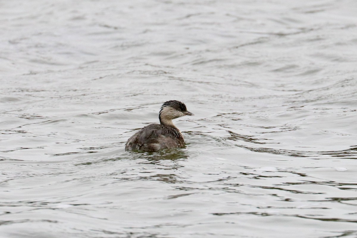 Zampullín Canoso - ML645319731