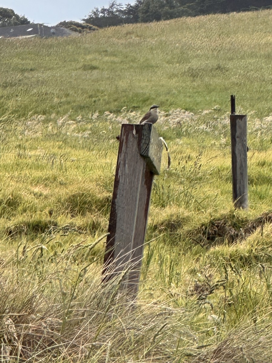 Singing Honeyeater - ML645319738