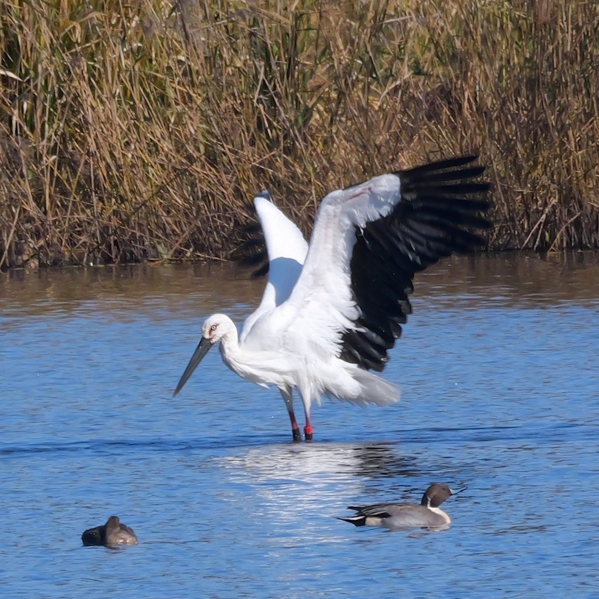čáp východní - ML645319745