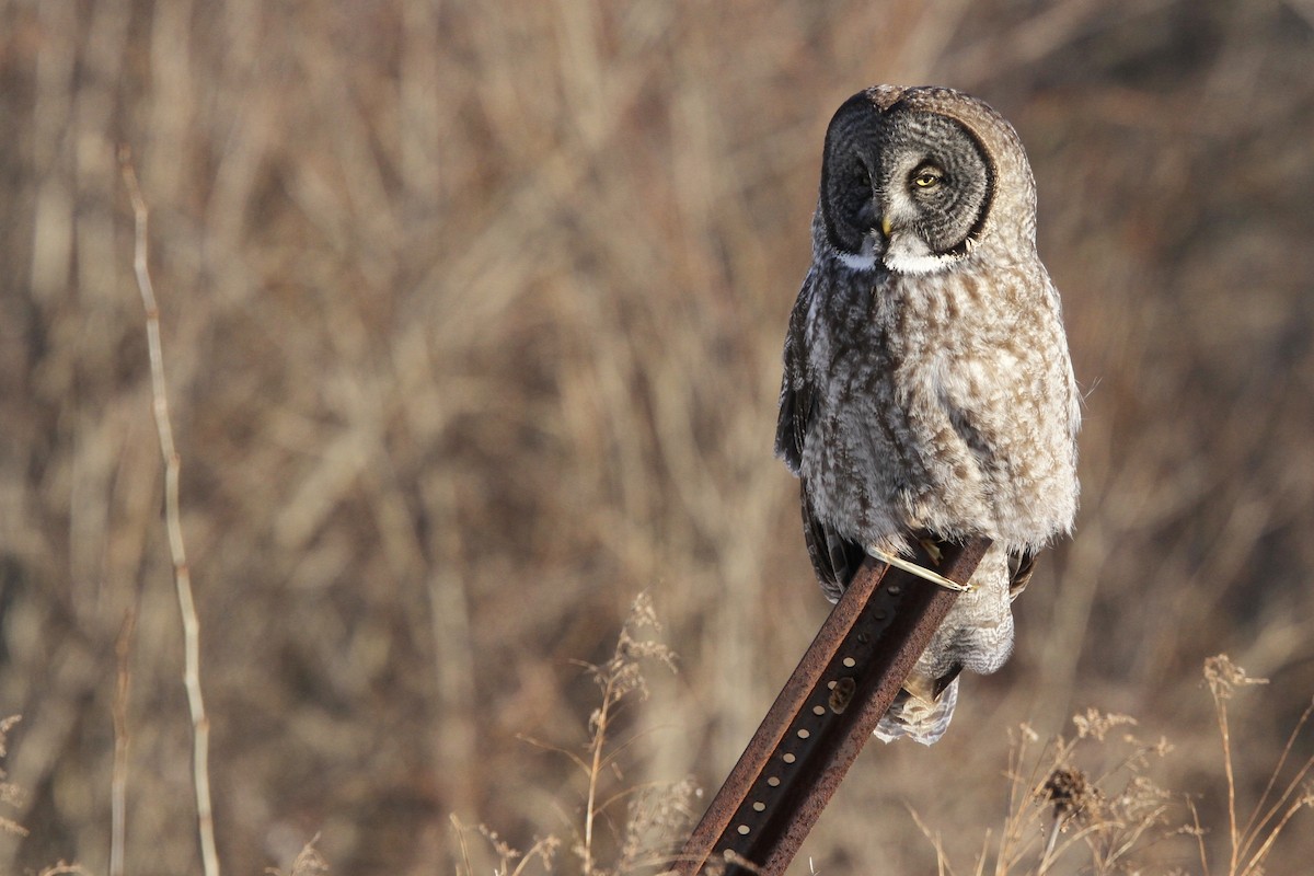 カラフトフクロウ（nebulosa） - ML645319747
