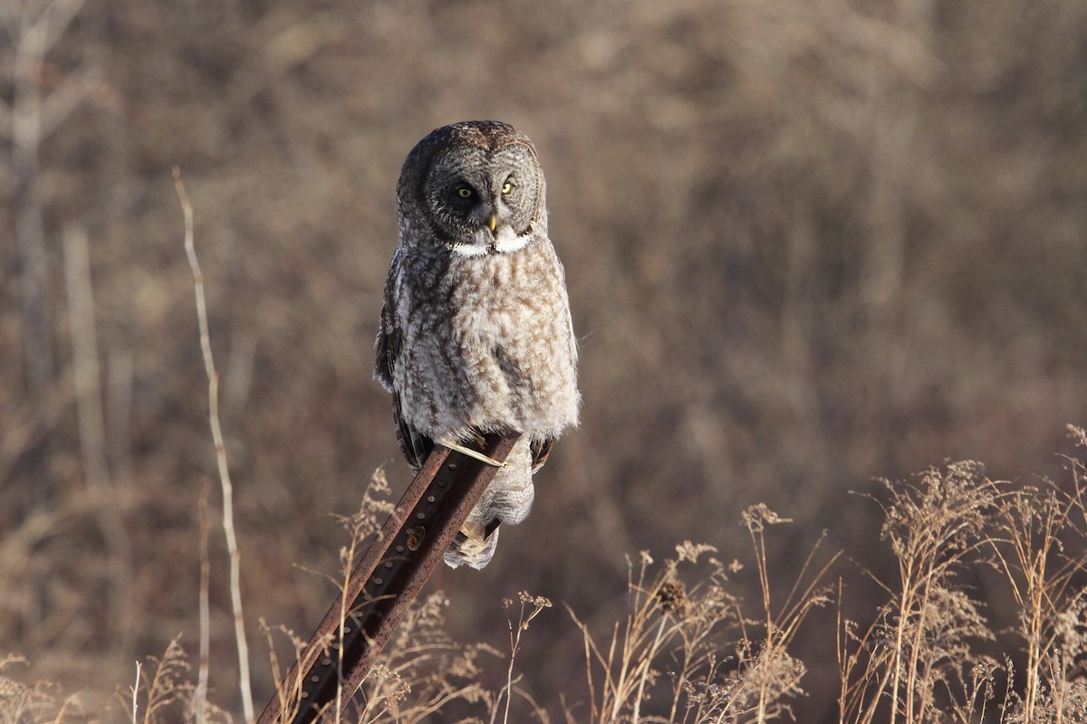 カラフトフクロウ（nebulosa） - ML645319750
