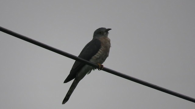 Common Hawk-Cuckoo - ML645319751