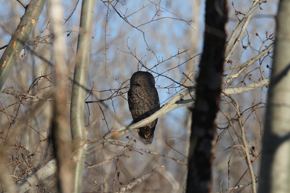 カラフトフクロウ（nebulosa） - ML645319752