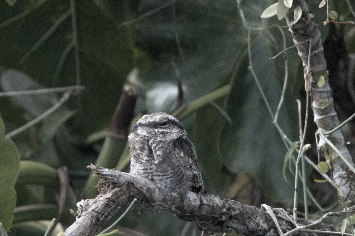 Chotacabras de Escalera - ML645319771