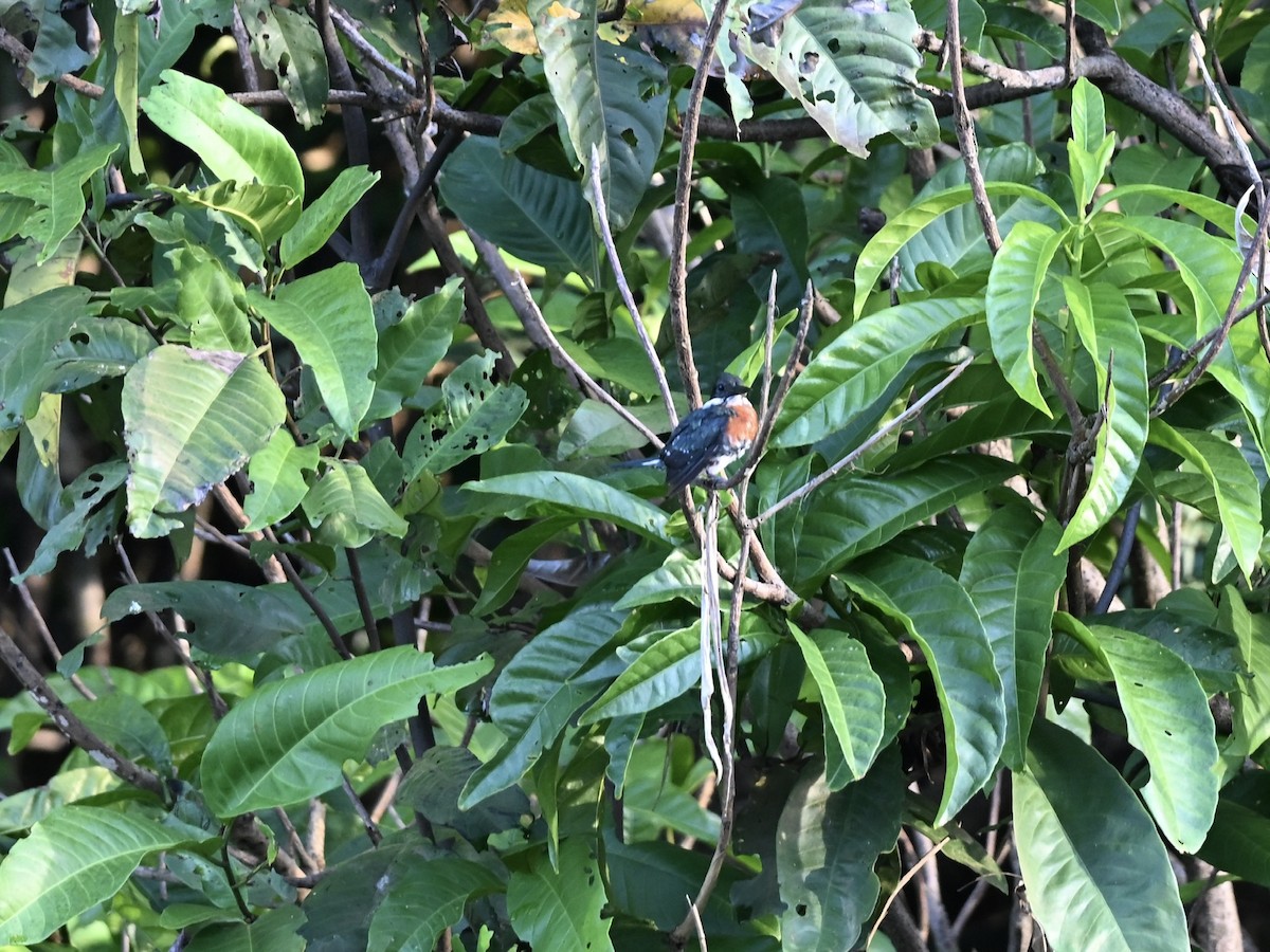 Green Kingfisher - ML645319773