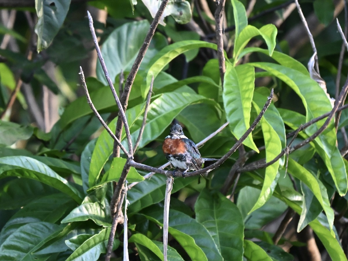 Green Kingfisher - ML645319779