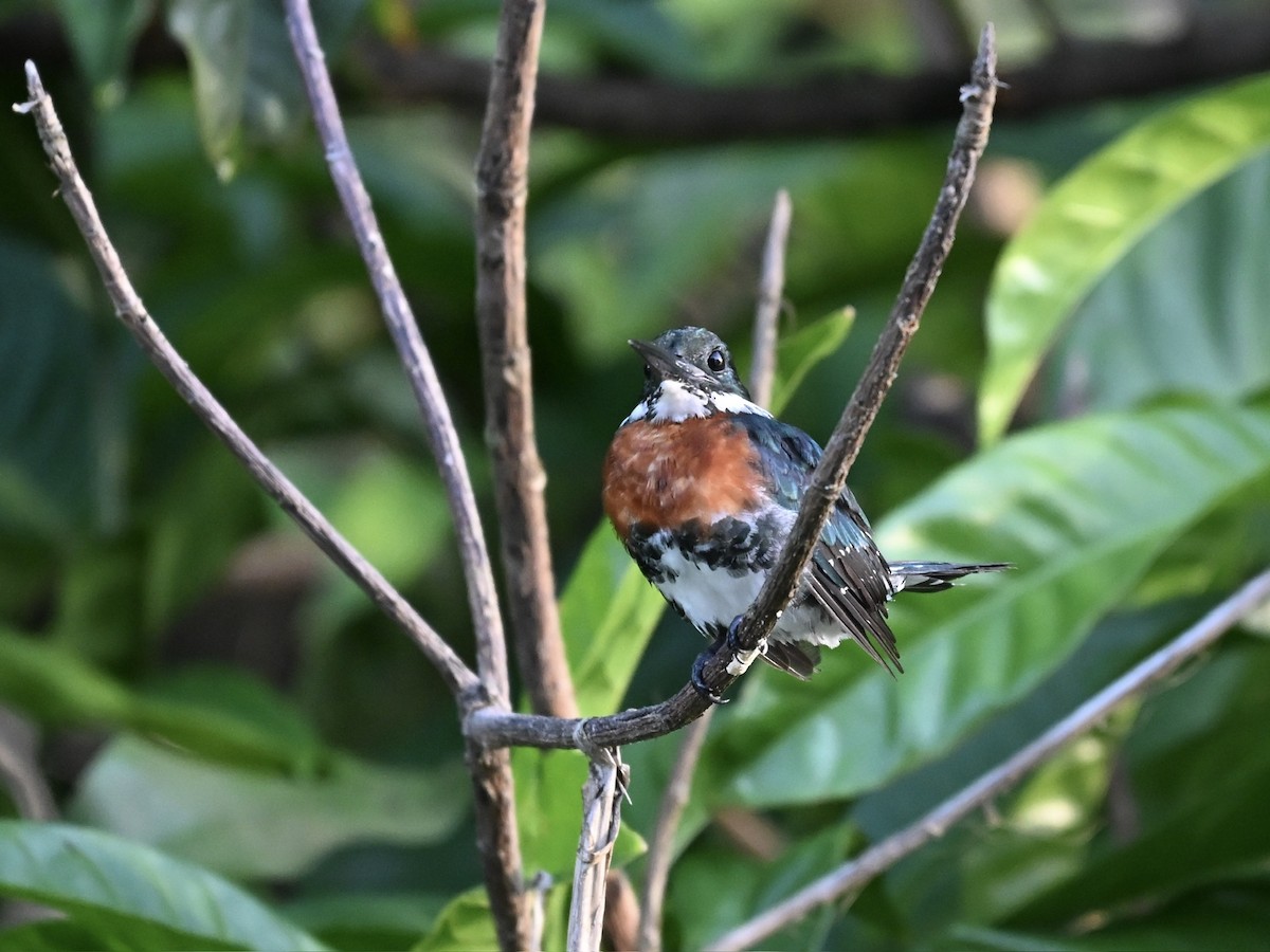 Green Kingfisher - ML645319784
