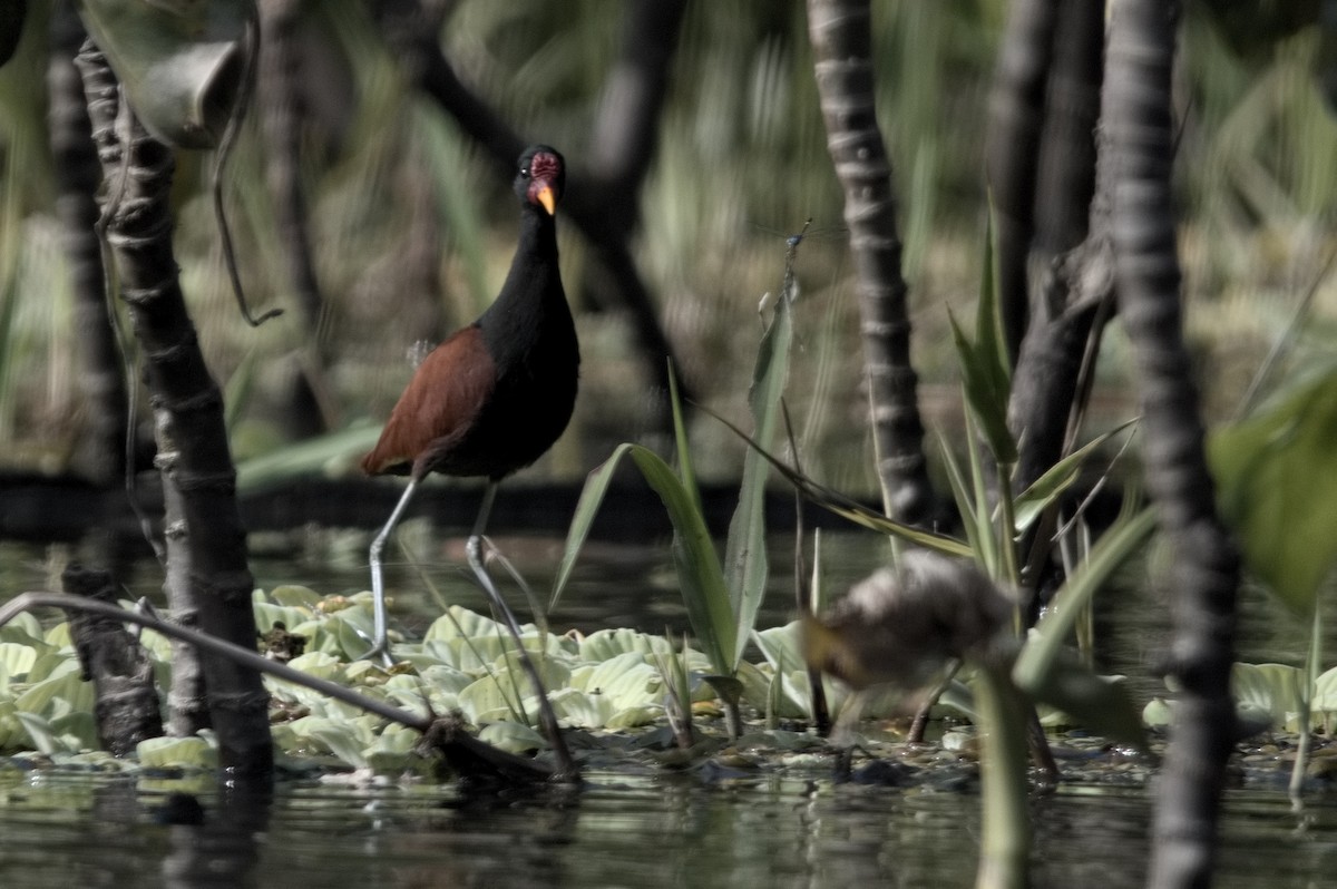 Wattled Jacana - ML645319791